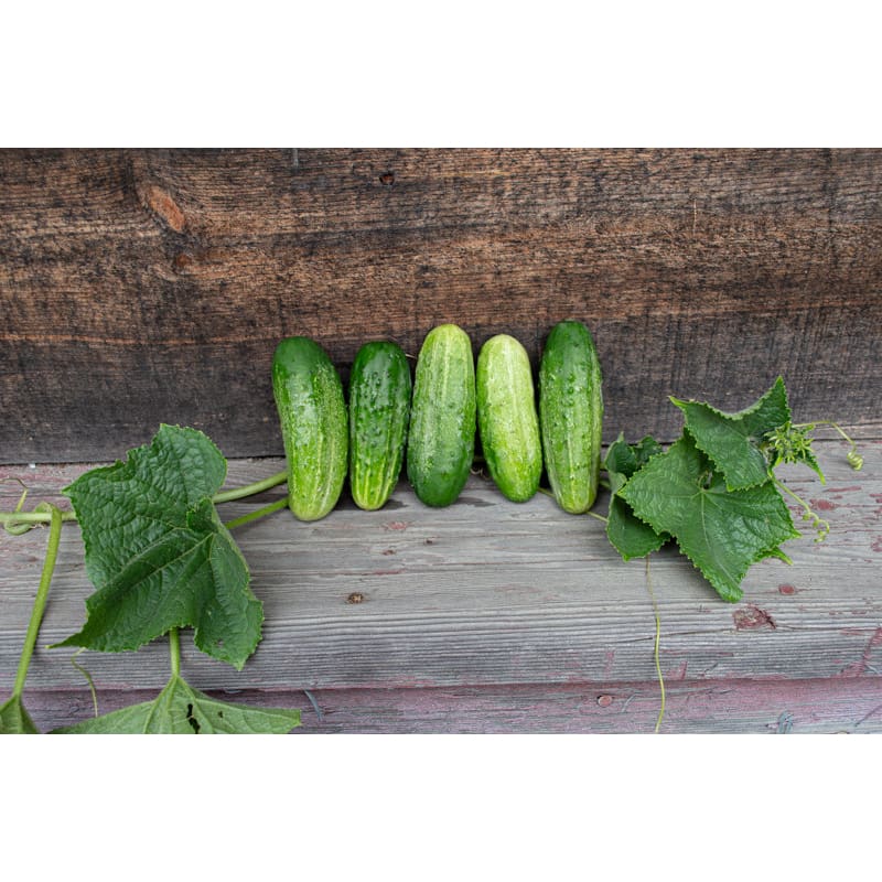 Homemade Pickles Cucumber (54 Days)