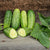 Homemade Pickles Cucumber (54 Days)