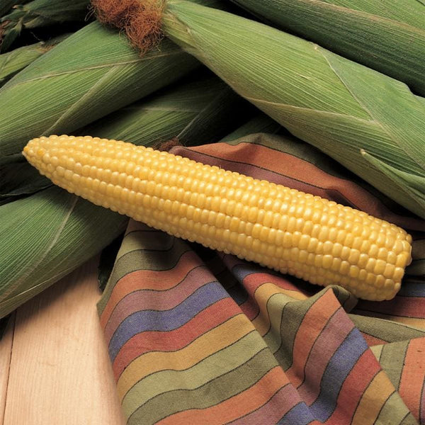 honey-select-corn-f1-hybrid-79