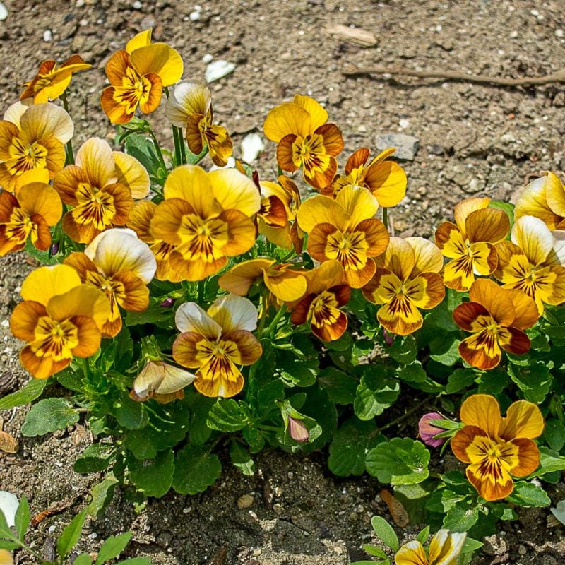 Honeybee Viola