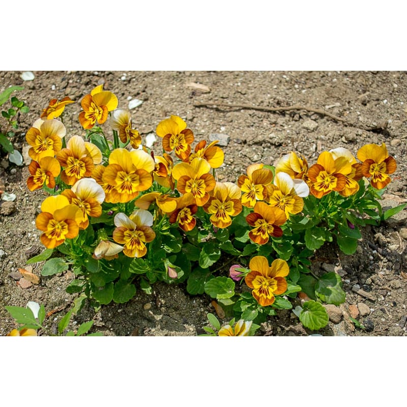 Honeybee Viola