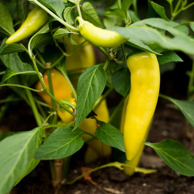 Hungarian Yellow Wax Pepper (65 Days) - Vegetables