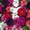 Hurrah Mix Petunia - Flowers