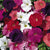 Hurrah Mix Petunia - Flowers