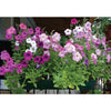 Hurrah Mix Petunia - Flowers