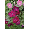 Hurrah Mix Petunia - Flowers
