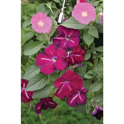 Hurrah Mix Petunia - Flowers