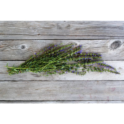 Hyssop - Herbs