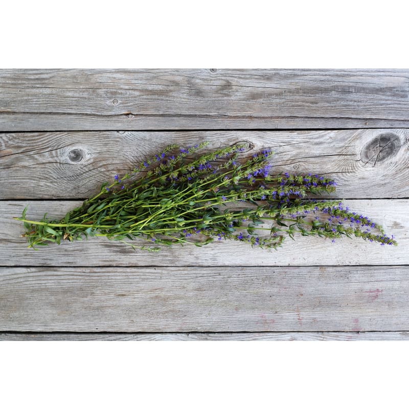 Hyssop - Herbs