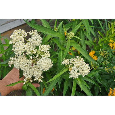 Ice Ballet Milkweed - Flowers