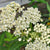Ice Ballet Milkweed