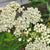 Ice Ballet Milkweed - Flowers