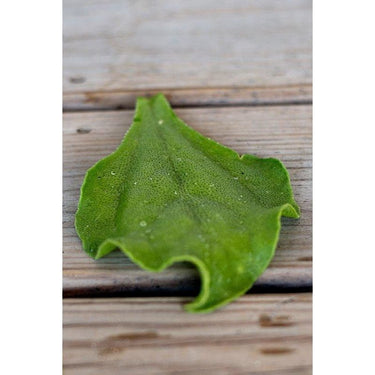 Ice Lettuce - Vegetables