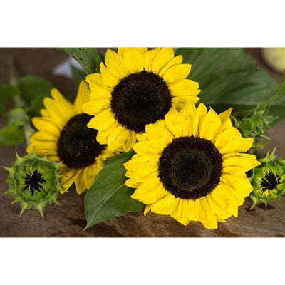 Sunflower - Ikarus - Flowers