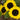 Ikarus Sunflower - Flowers