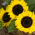 Ikarus Sunflower