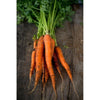 Imperator Carrot (Heirloom 70 Days) - Vegetables