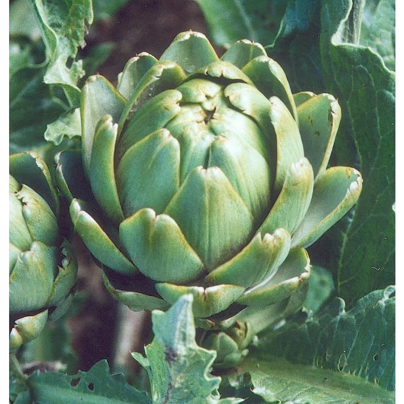 Imperial Star Artichoke Imperial Star Artichoke