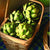Imperial Star Artichoke (90 Days)