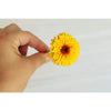 Calendula - Indian Prince - Flowers