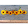 Calendula - Indian Prince - Flowers