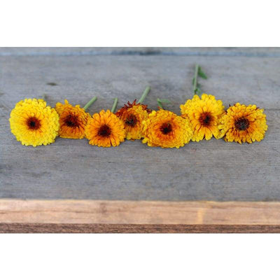 Calendula - Indian Prince - Flowers