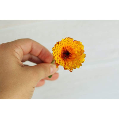 Calendula - Indian Prince - Flowers