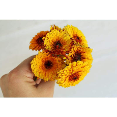 Calendula - Indian Prince - Flowers