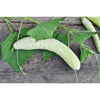 Itachi Cucumber (F1 Hybrid 54 Days) - Vegetables