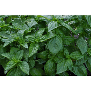 Italian Large Leaf Basil - Herbs