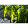 Italian Pepperoncini Pepper (75 Days) - Vegetables