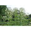 Ivory Towers Eupatorium - Flowers