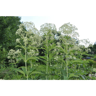 Ivory Towers Eupatorium - Flowers