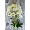 Ivory Towers Eupatorium - Flowers