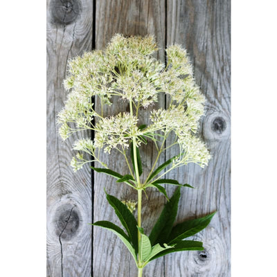 Ivory Towers Eupatorium - Flowers