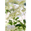 Ivory Towers Eupatorium - Flowers