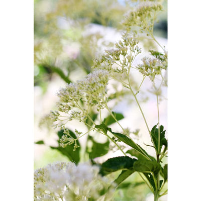 Ivory Towers Eupatorium - Flowers