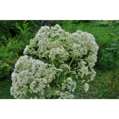 Ivory Towers Eupatorium - Flowers