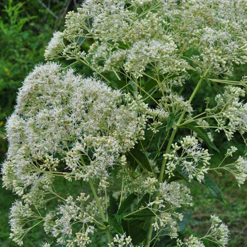 white weed flower
