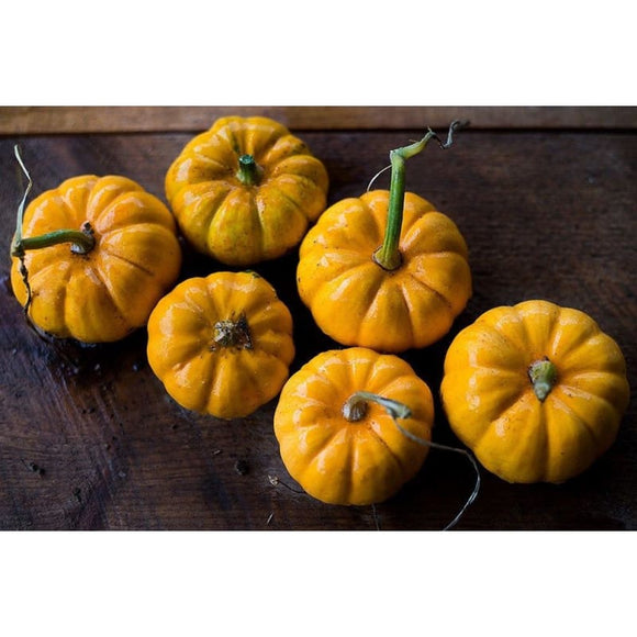 Jack Be Little Pumpkin (85 Days) Garden Seeds