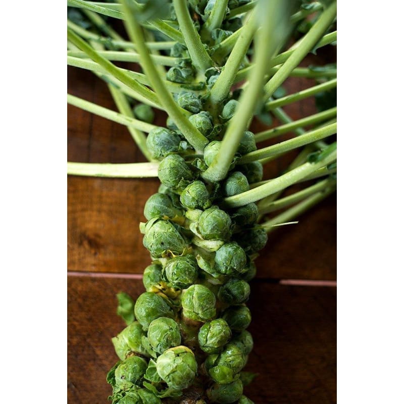 jade cross brussel sprouts plants Jade Cross Brussels Sprouts (F1 Hybrid 107 Days)