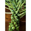 Jade Cross Brussels Sprouts (F1 Hybrid 107 Days) - Vegetables