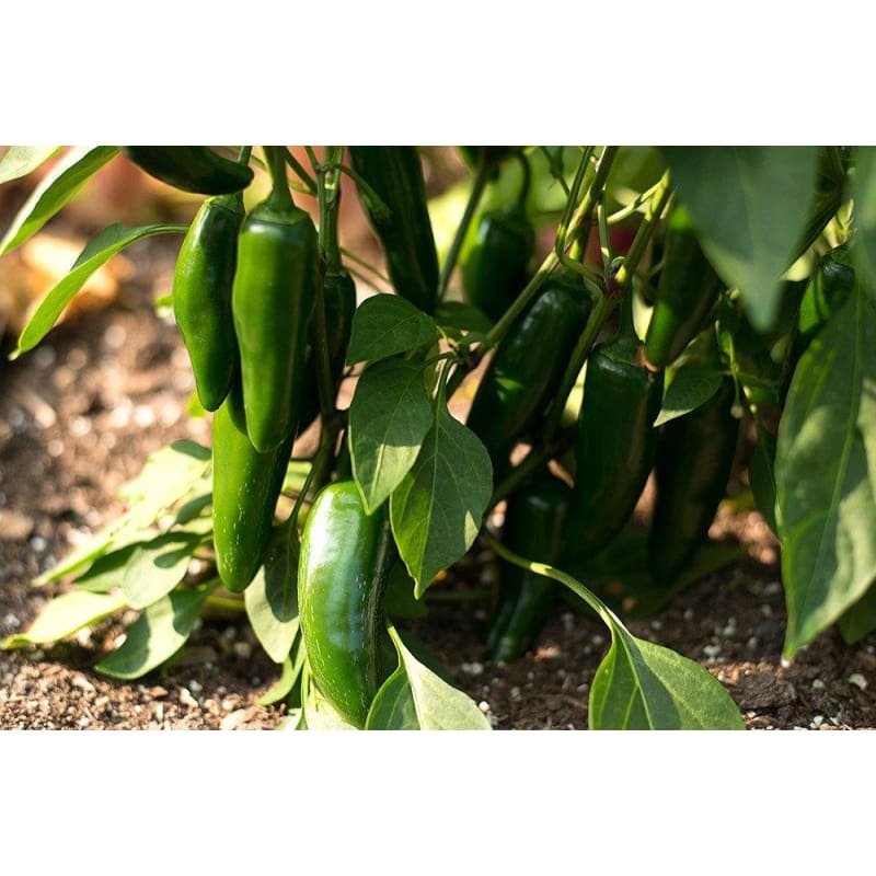 fertilizing jalapeno pepper plants Jalafuego Pepper (F1 Hybrid 70 Days) – Pinetree Garden Seeds