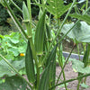 Jambalaya Okra (F1 Hybrid 55 Days) - Vegetables