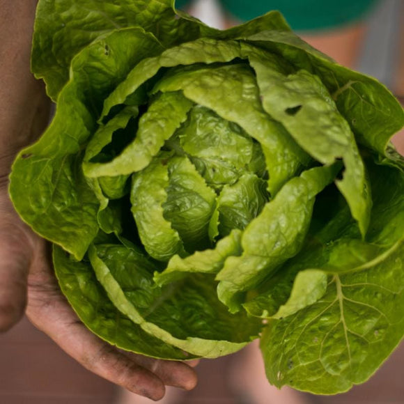 Jericho Lettuce (60 Days) Garden Seeds