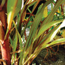 Jester Ornamental Millet - Flowers
