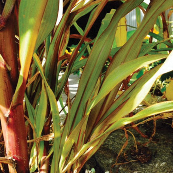 millet seed planting depth Jester Ornamental Millet – Pinetree Garden Seeds
