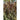 Jester Ornamental Millet - Flowers