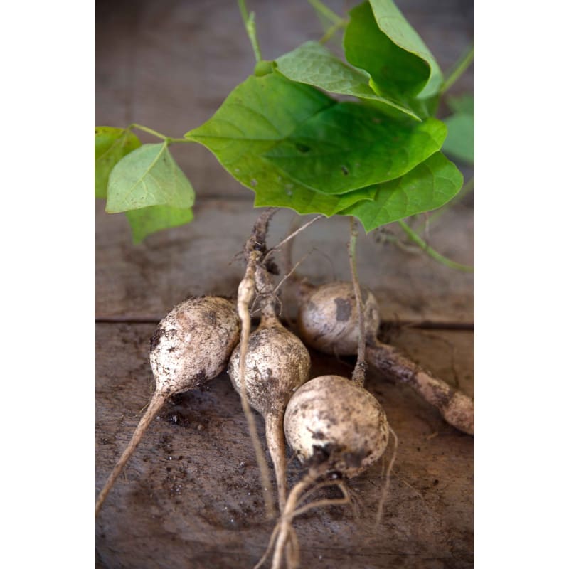 jicama seeds for planting Jicama (150 Days)