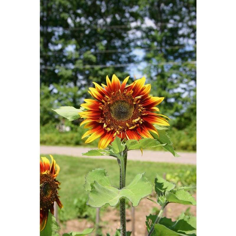 Jolly Joker Sunflower Garden Seeds